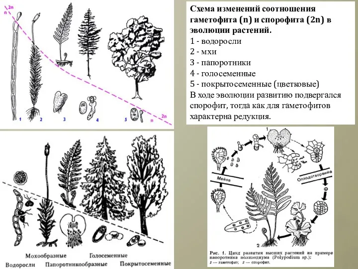 Схема изменений соотношения гаметофита (n) и спорофита (2n) в эволюции растений.