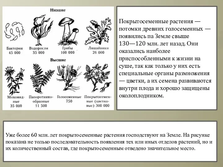 Покрытосеменные растения — потомки древних голосеменных — появились па Земле свыше