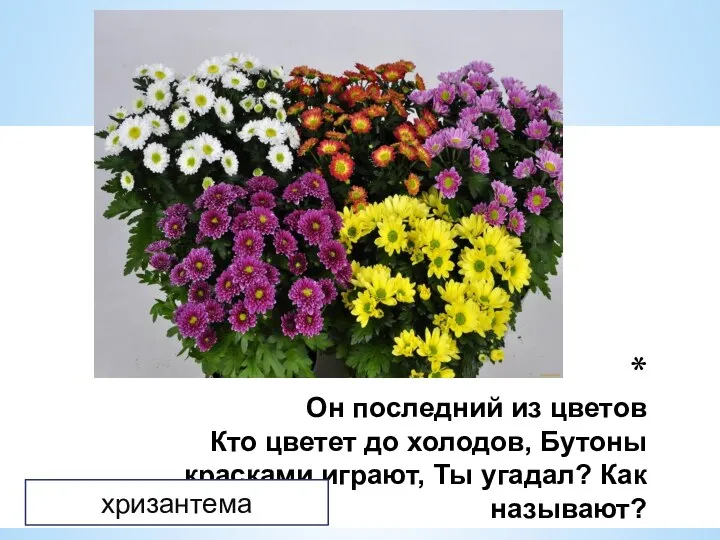 Он последний из цветов Кто цветет до холодов, Бутоны красками играют, Ты угадал? Как называют? хризантема