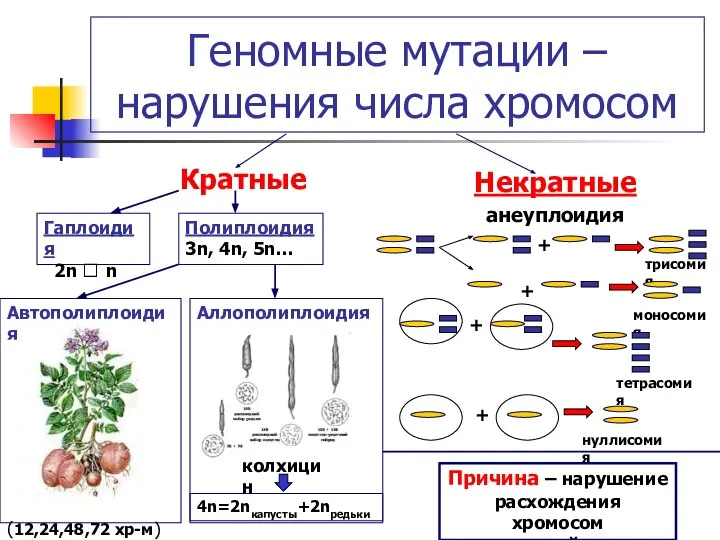 Геномные мутации – нарушения числа хромосом Кратные Некратные анеуплоидия Гаплоидия 2n