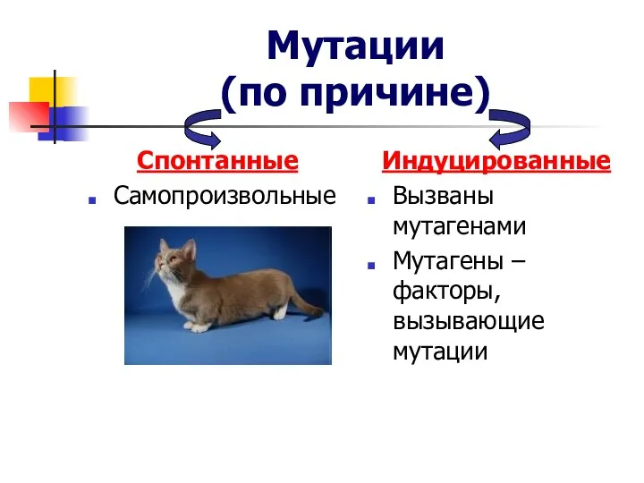 Мутации (по причине) Спонтанные Самопроизвольные Индуцированные Вызваны мутагенами Мутагены – факторы, вызывающие мутации