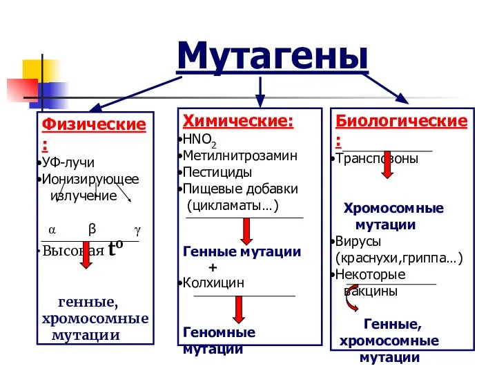 Мутагены Физические: УФ-лучи Ионизирующее излучение α β γ Высокая to генные,