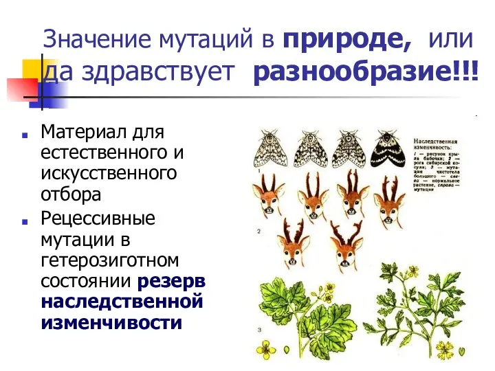 Значение мутаций в природе, или да здравствует разнообразие!!! Материал для естественного