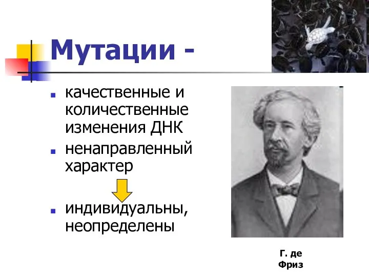 Мутации - качественные и количественные изменения ДНК ненаправленный характер индивидуальны, неопределены Г. де Фриз