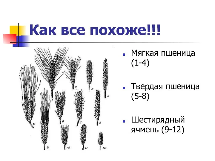 Как все похоже!!! Мягкая пшеница (1-4) Твердая пшеница (5-8) Шестирядный ячмень (9-12)