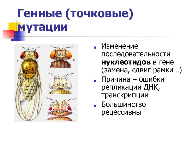 Генные (точковые) мутации Изменение последовательности нуклеотидов в гене (замена, сдвиг рамки…)