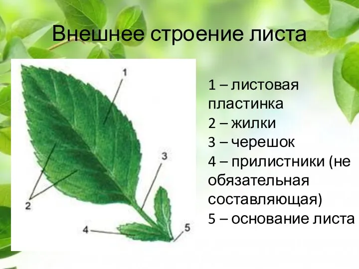 Внешнее строение листа 1 – листовая пластинка 2 – жилки 3