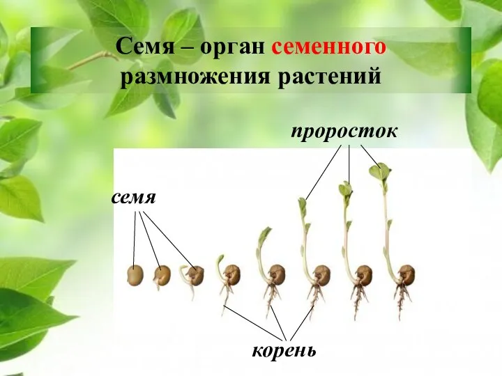 Семя – орган семенного размножения растений семя корень проросток