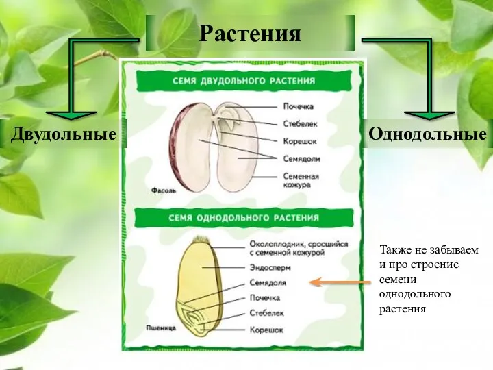 Растения Двудольные Однодольные Также не забываем и про строение семени однодольного растения