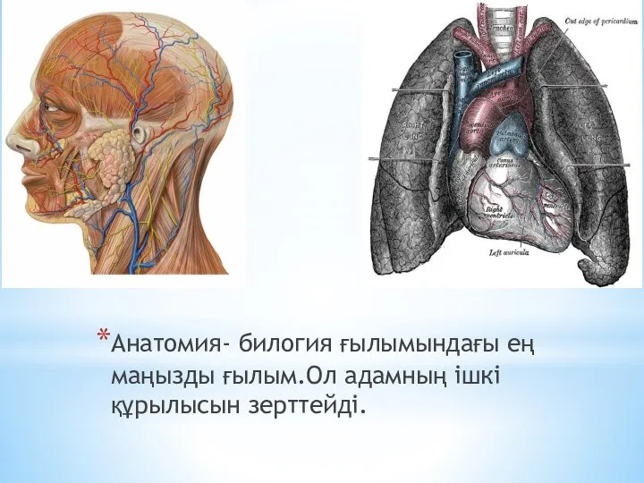 Анатомия- билогия ғылымындағы ең маңызды ғылым.Ол адамның ішкі құрылысын зерттейді.