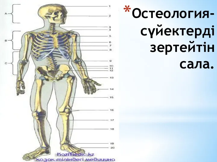 Остеология-cүйектерді зертейтін сала.