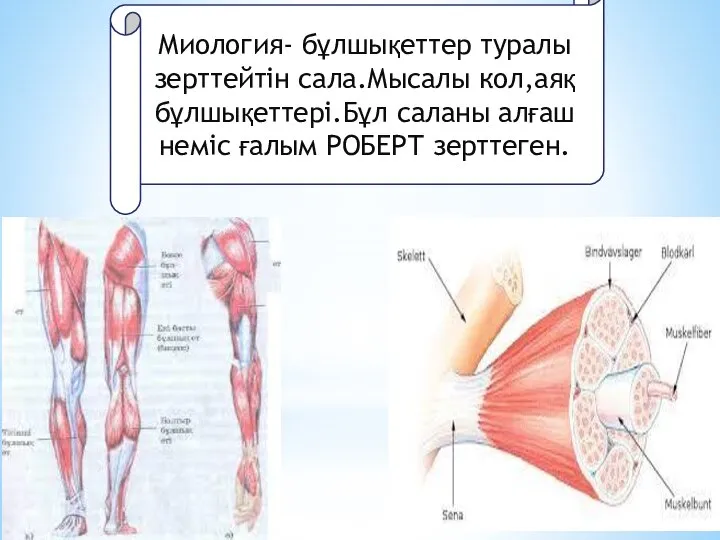 Миология- бұлшықеттер туралы зерттейтін сала.Мысалы кол,аяқ бұлшықеттері.Бұл саланы алғаш неміс ғалым РОБЕРТ зерттеген.