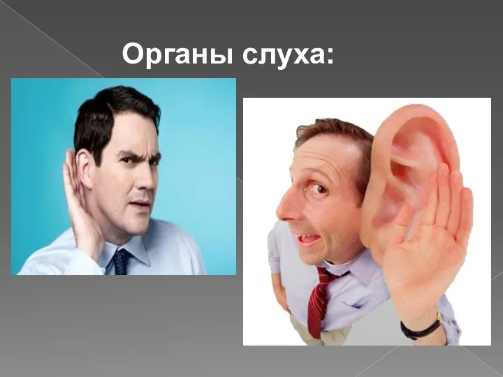 Органы слуха: