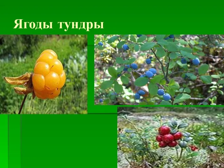 Ягоды тундры