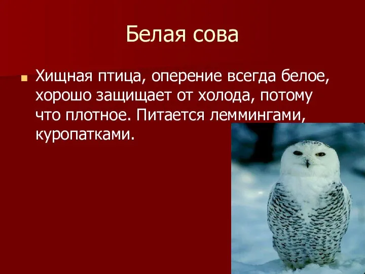 Белая сова Хищная птица, оперение всегда белое, хорошо защищает от холода,