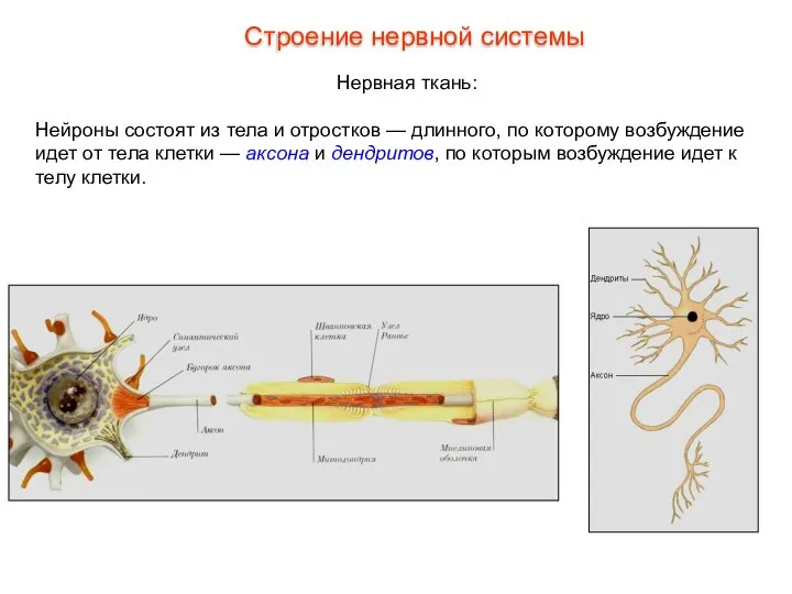 Строение нервной системы Нервная ткань: Нейроны состоят из тела и отростков