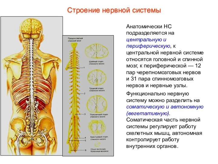 Анатомически НС подразделяется на центральную и периферическую, к центральной нервной системе