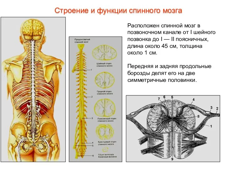 Строение и функции спинного мозга Расположен спинной мозг в позвоночном канале