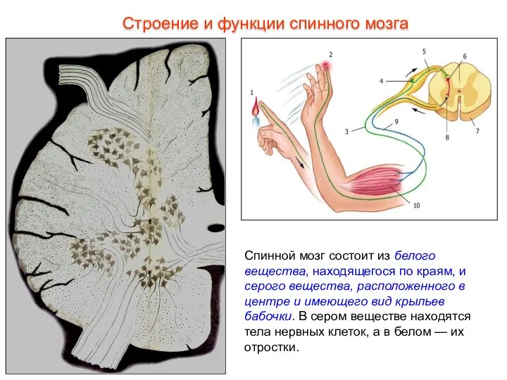 Спинной мозг состоит из белого вещества, находящегося по краям, и серого