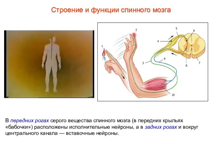 В передних рогах серого вещества спинного мозга (в передних крыльях «бабочки»)