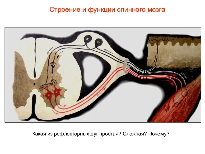 Какая из рефлекторных дуг простая? Сложная? Почему? Строение и функции спинного мозга