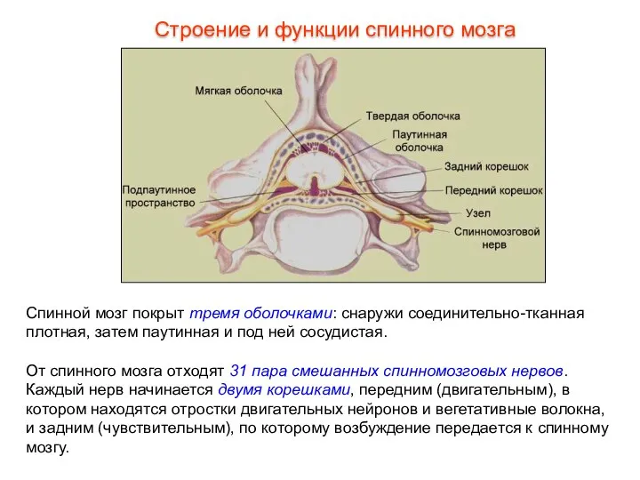 Строение и функции спинного мозга Спинной мозг покрыт тремя оболочками: снаружи