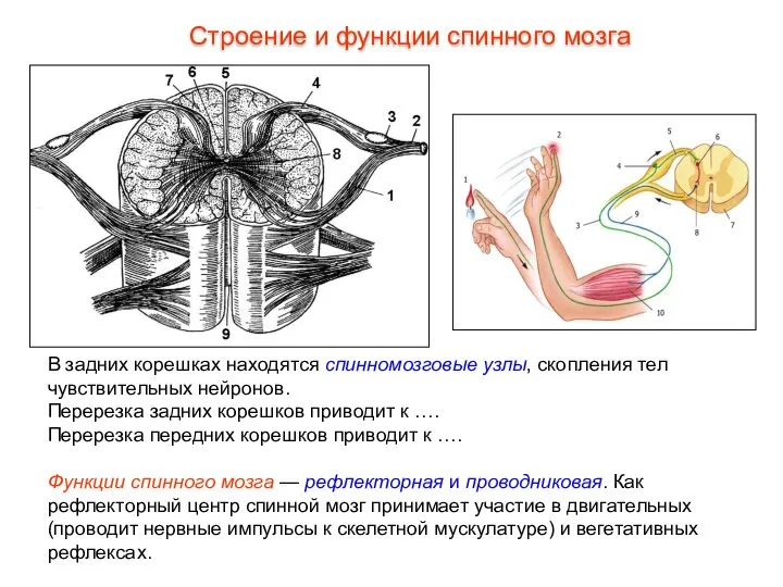 В задних корешках находятся спинномозговые узлы, скопления тел чувствительных нейронов. Перерезка