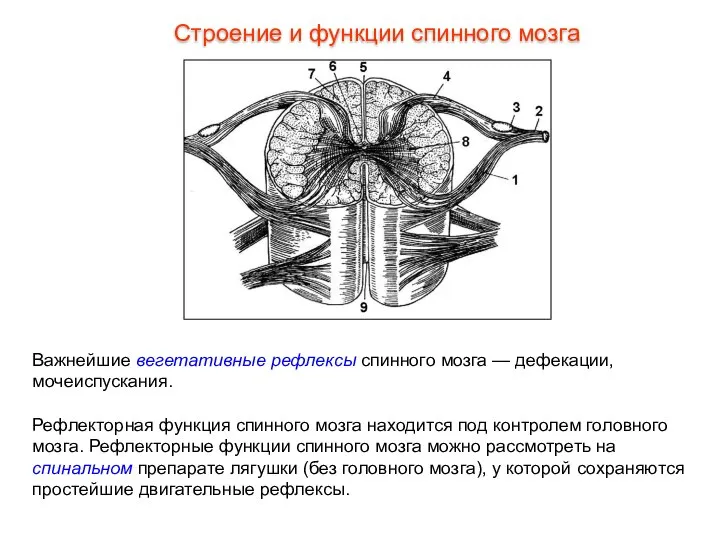 Важнейшие вегетативные рефлексы спинного мозга — дефекации, мочеиспускания. Рефлекторная функция спинного