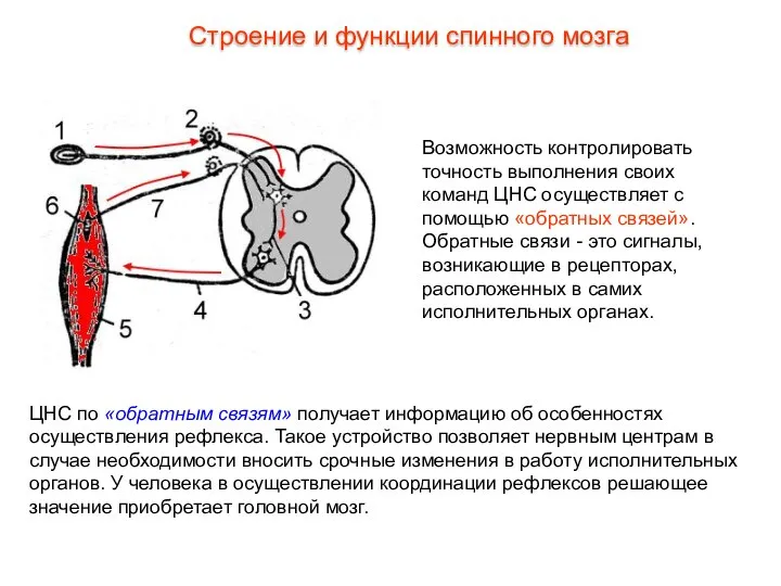 Возможность контролировать точность выполнения своих команд ЦНС осуществляет с помощью «обратных