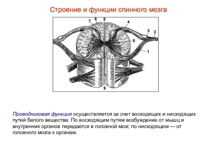 Проводниковая функция осуществляется за счет восходящих и нисходящих путей белого вещества.