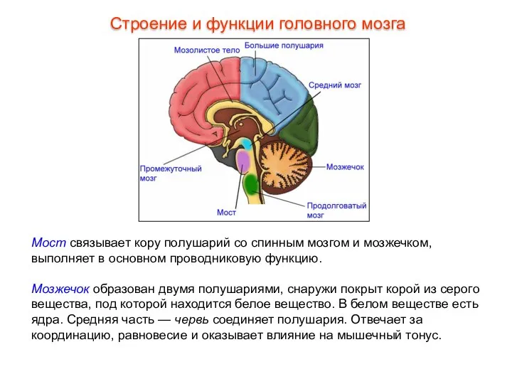 Мост связывает кору полушарий со спинным мозгом и мозжечком, выполняет в