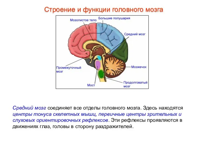 Средний мозг соединяет все отделы головного мозга. Здесь находятся центры тонуса