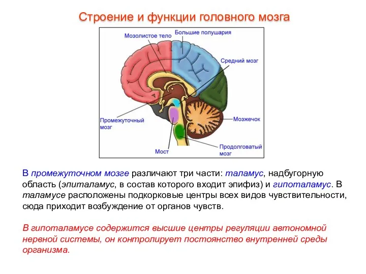 В промежуточном мозге различают три части: таламус, надбугорную область (эпиталамус, в