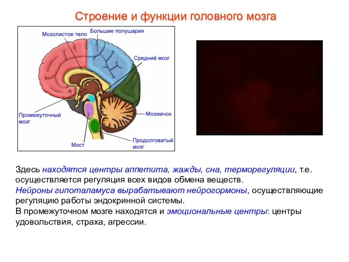 Здесь находятся центры аппетита, жажды, сна, терморегуляции, т.е. осуществляется регуляция всех