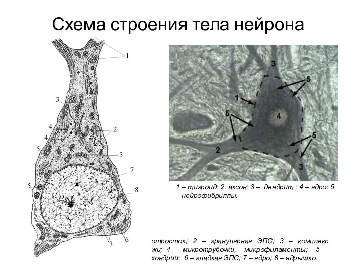 1 – отросток; 2 – гранулярная ЭПС; 3 – комплекс Гольджи;