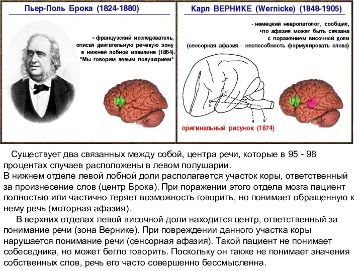 Существует два связанных между собой, центра речи, которые в 95 -