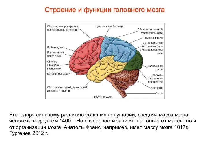 Благодаря сильному развитию больших полушарий, средняя масса мозга человека в среднем