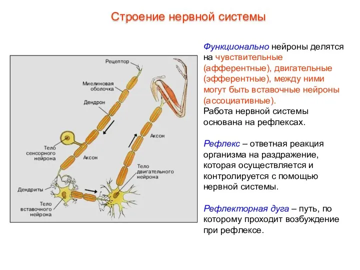 Функционально нейроны делятся на чувствительные (афферентные), двигательные (эфферентные), между ними могут