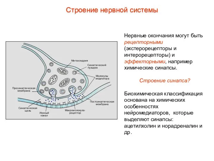 Нервные окончания могут быть рецепторными (экстерорецепторы и интерорецепторы) и эффекторными, например