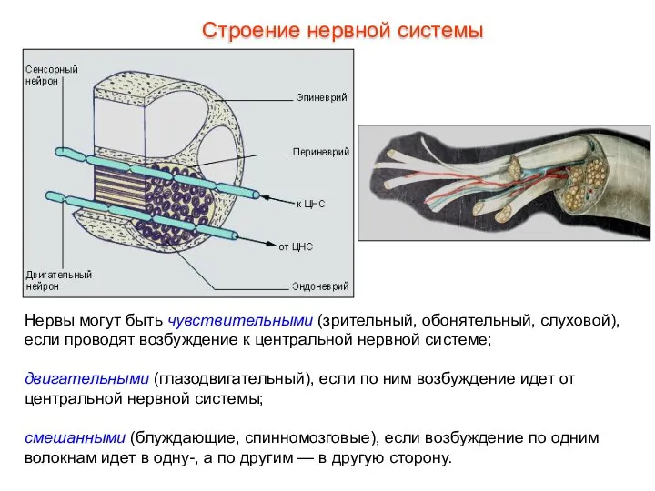 Нервы могут быть чувствительными (зрительный, обонятельный, слуховой), если проводят возбуждение к