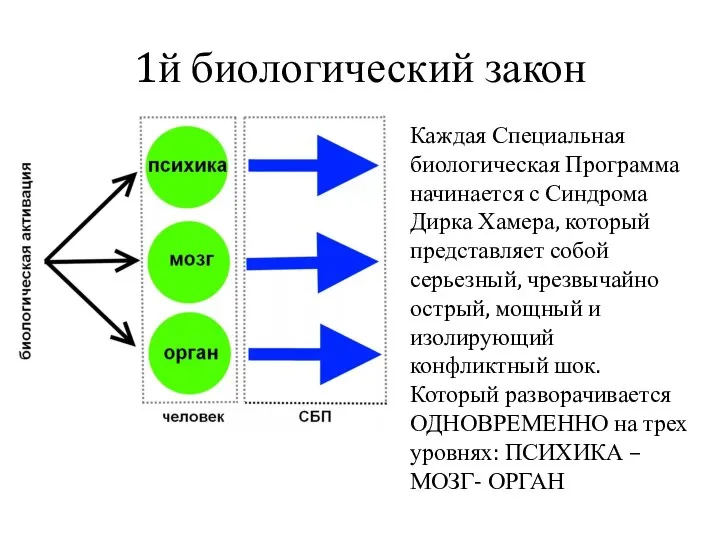 1й биологический закон Каждая Специальная биологическая Программа начинается с Синдрома Дирка