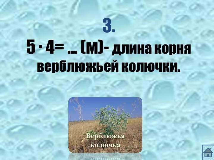 3. 5 ∙ 4= … (м)- длина корня верблюжьей колючки.