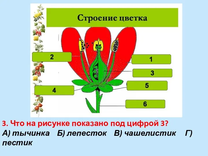 3. Что на рисунке показано под цифрой 3? А) тычинка Б) лепесток В) чашелистик Г) пестик