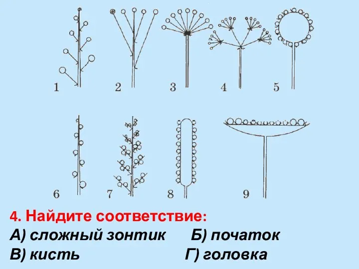 4. Найдите соответствие: А) сложный зонтик Б) початок В) кисть Г) головка