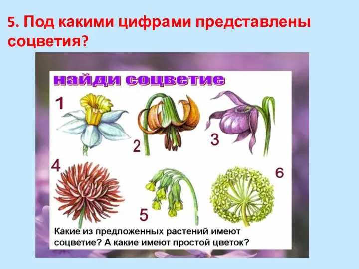 5. Под какими цифрами представлены соцветия?