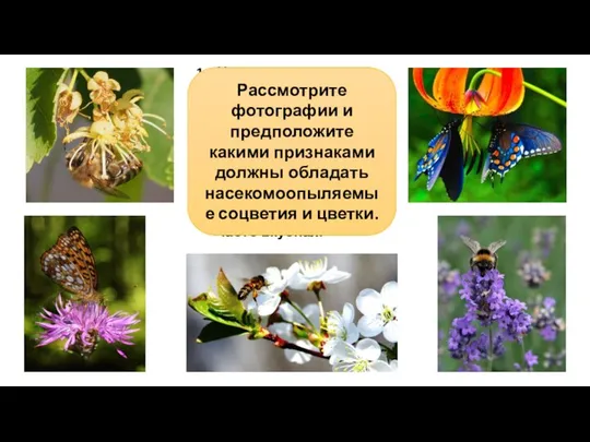 Цветки крупные, одиночные или мелкие в заметных соцветиях. Яркий венчик или