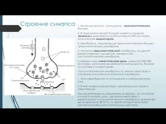 Строение синапса 1. На конце аксона – утолщение – пресинаптическая бляшка.