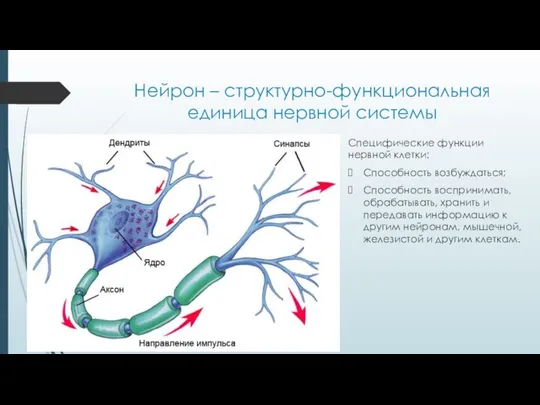 Нейрон – структурно-функциональная единица нервной системы Специфические функции нервной клетки: Способность