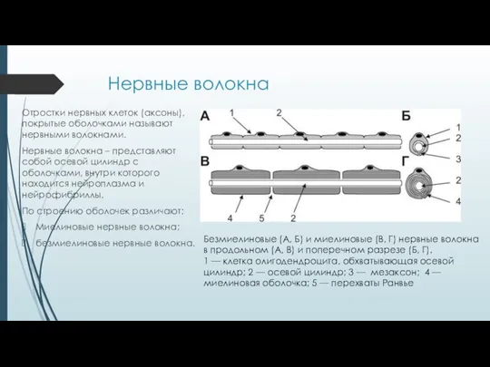 Нервные волокна Отростки нервных клеток (аксоны), покрытые оболочками называют нервными волокнами.