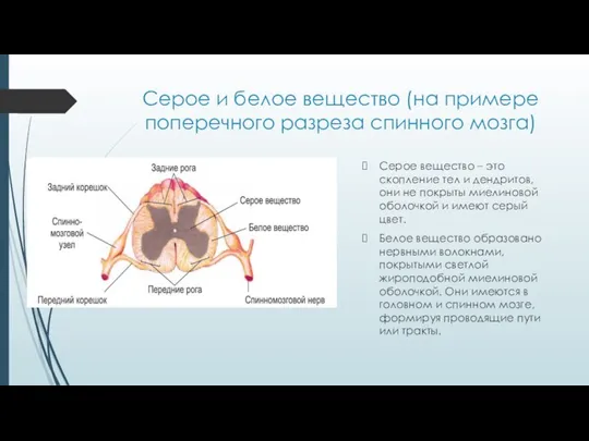 Серое и белое вещество (на примере поперечного разреза спинного мозга) Серое